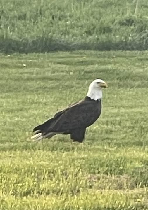 Bald Eagle