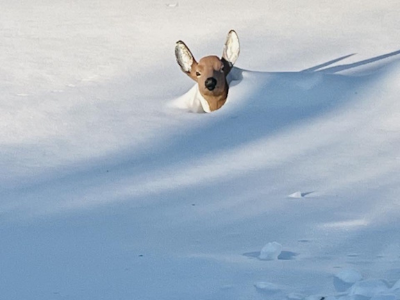 Deer