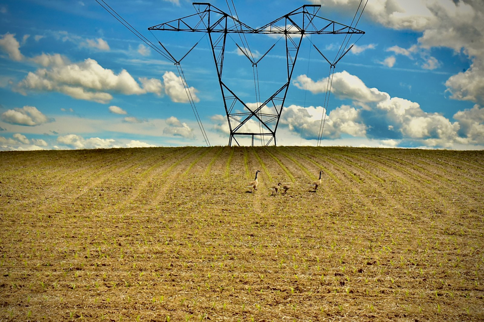 Field of geese