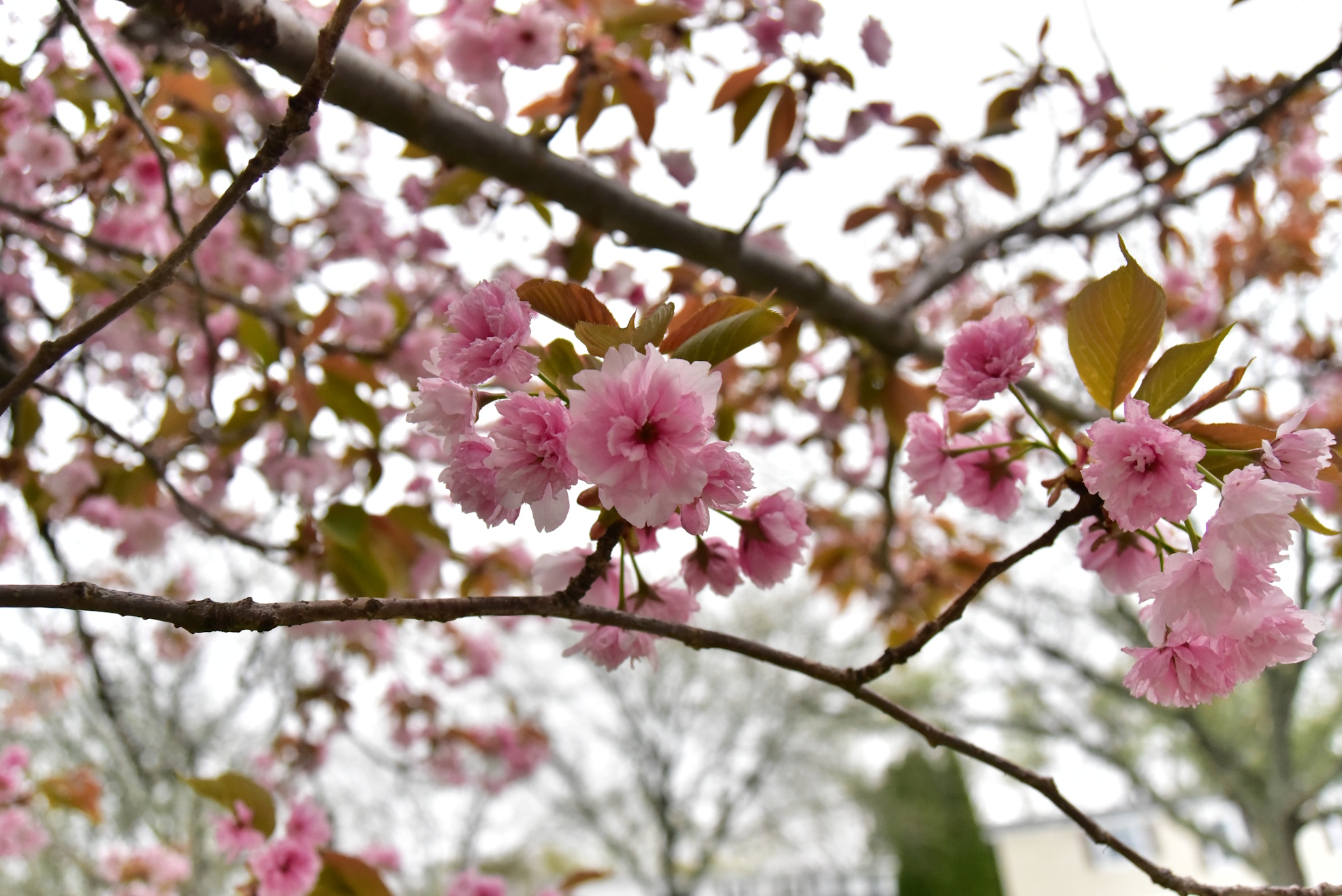 Village in April