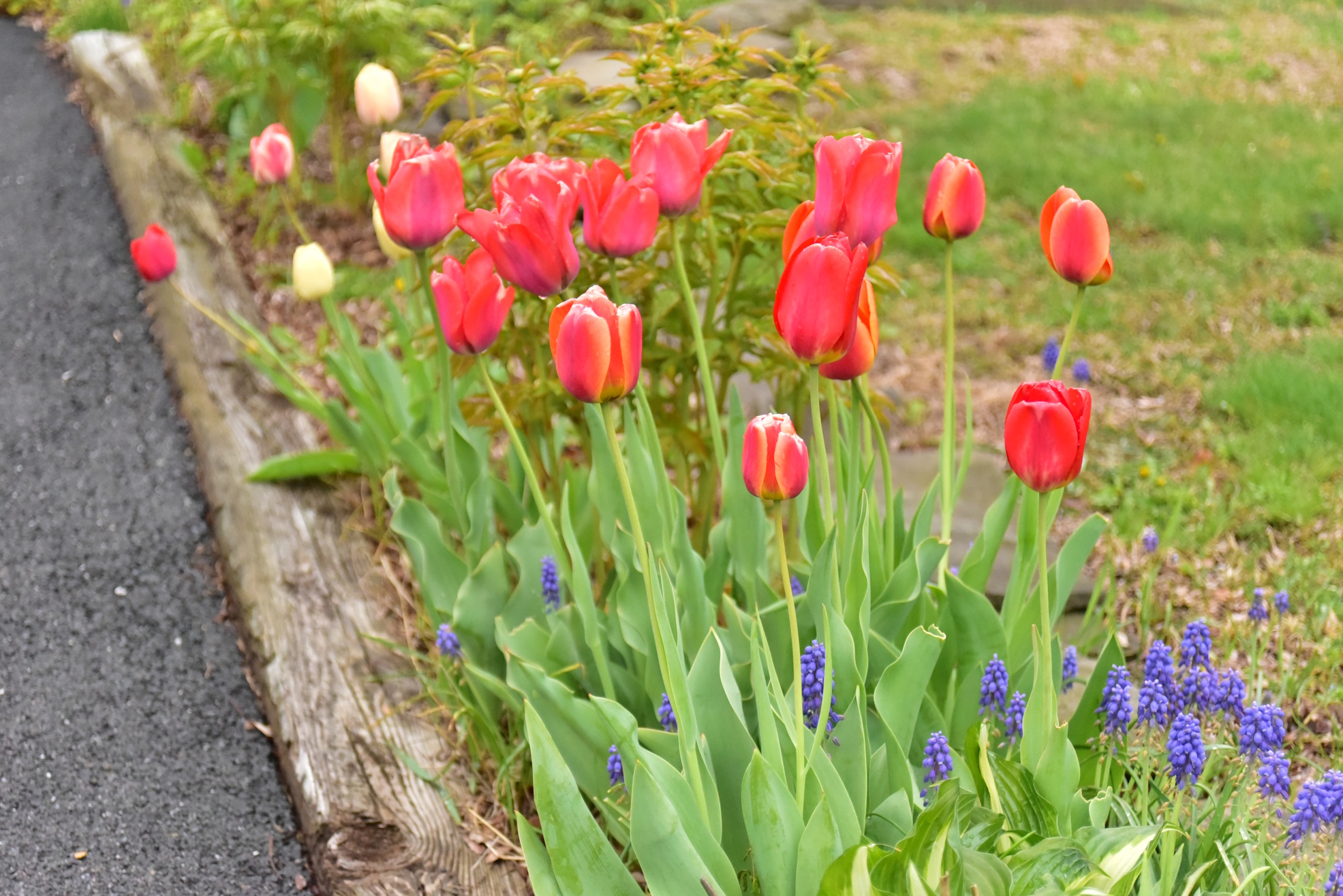 Village in April
